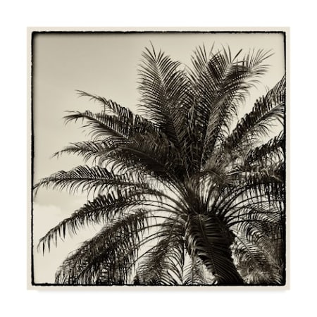 Debra Van Swearingen 'Palm Tree Sepia I' Canvas Art,35x35